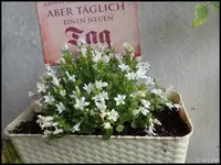 c038.webp