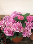 IMG_5537.JPG