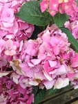 IMG_5539.JPG
