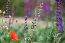 image001.webp image001.webp