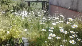 IMG_20170601_091221.webp