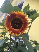 Soblublü.webp