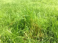 IMG-2500.JPG