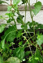 Paprika Schnecke.webp