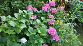 20180630_081927.jpg