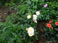 DSC00587.JPG