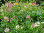 DSC00590.JPG