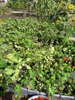 Tomaten 014.webp