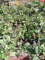 Tomaten 016.webp