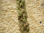 Gartenwespe_Koenigskerze (9).JPG