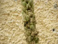Gartenwespe_Koenigskerze (9).webp
