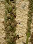 Gartenwespe_Koenigskerze (11).JPG