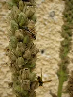 Gartenwespe_Koenigskerze (11).webp