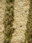 Gartenwespe_Koenigskerze (12).JPG