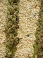 Gartenwespe_Koenigskerze (12).webp