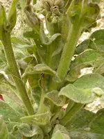 Gartenwespe_Koenigskerze (13).JPG