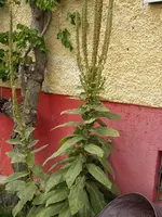 Gartenwespe_Koenigskerze (16).webp