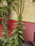 Gartenwespe_Koenigskerze (16).JPG