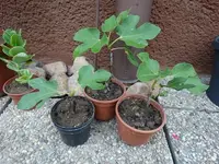 DSC02218.webp