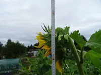 k-DSC01416.webp