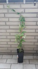 20190817_195523.webp