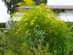 DSC00593.JPG