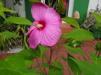 DSC00592.JPG