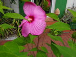 DSC00592.JPG