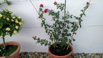 IMG_20190716_194503157.png