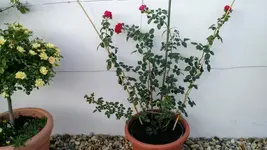 IMG_20190716_194503157.webp IMG_20190716_194503157.webp