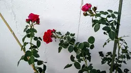 IMG_20190716_194516711.webp IMG_20190716_194516711.webp