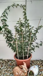 IMG_20190818_082056572_HDR.webp IMG_20190818_082056572_HDR.webp