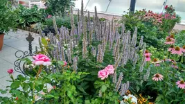 IMG_20190808_183432502_HDR.webp