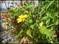 c045.webp