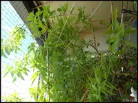 c046.webp