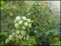 c047.webp