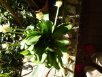 DSC00599.JPG