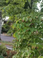 IMG_20190818_202417.webp