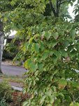 IMG_20190818_202417.jpg