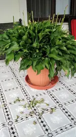 IMG_20190721_080854621.webp