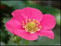 c052.webp