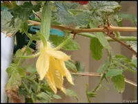 c054.webp