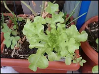 c055.webp