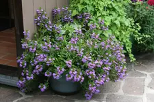 Terasse   3319.webp