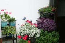 Terasse   3519.webp