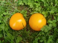 20190819_141037_resized.webp