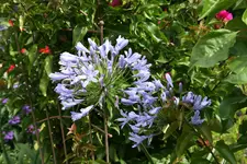 Agapanthus   0119.JPG