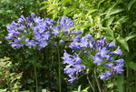 Agapanthus   0219.JPG