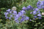 Agapanthus   0319.JPG