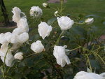 DSCN1568.JPG